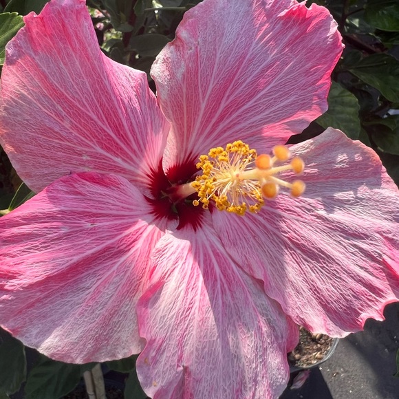 🌸 🌺 - Picture 11 of 16